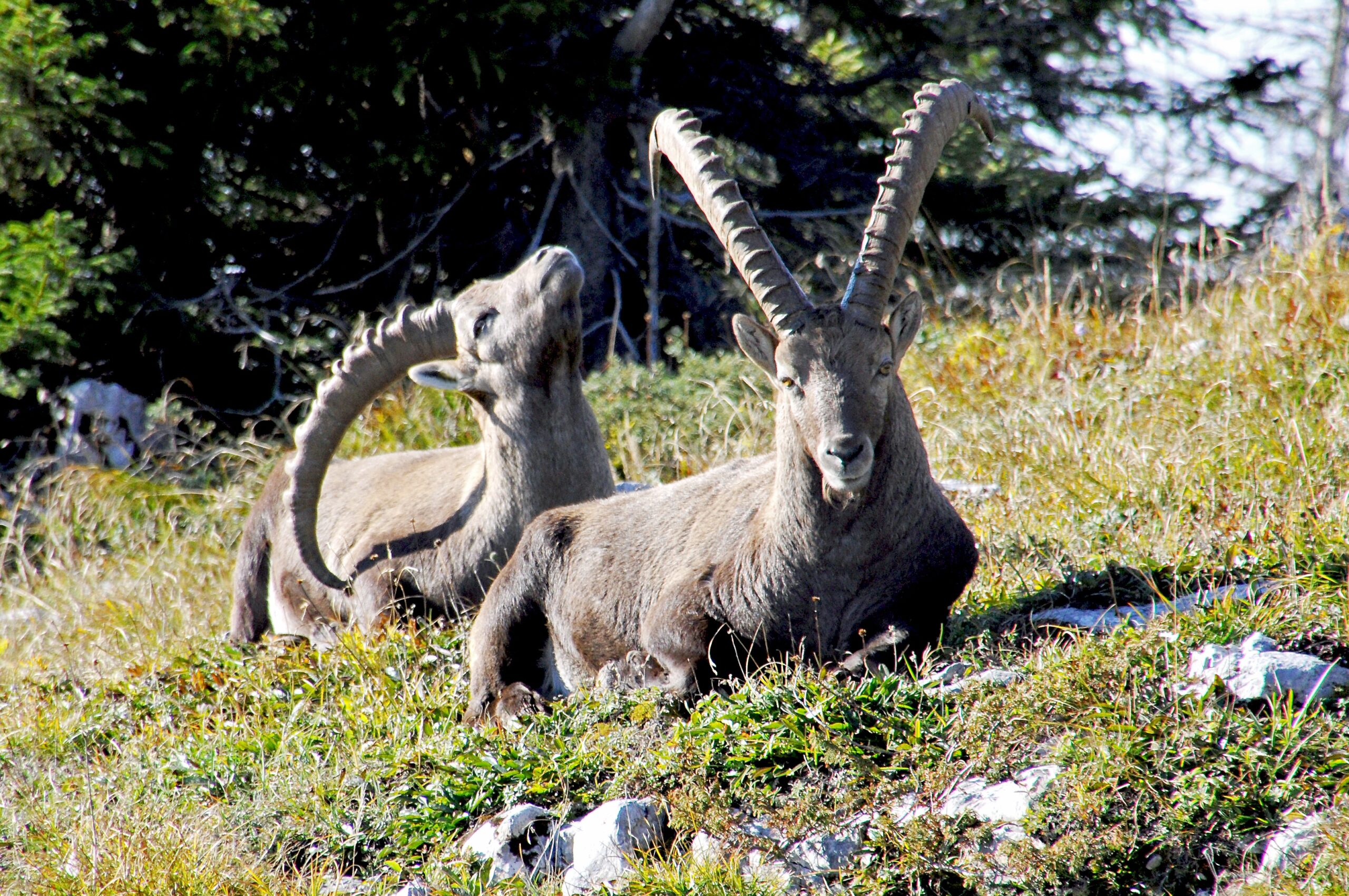Inauguration de l'exposition photographique Chimère - Mairie de Morillon